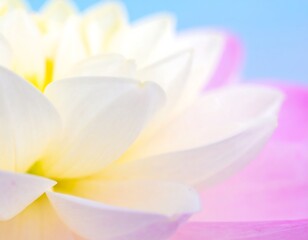 Fototapeta premium Dreamy close-up of a white dahlia with pastel background creates soft atmosphere