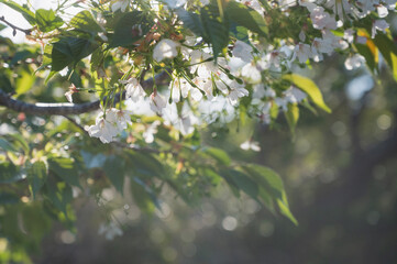 陽を浴びる桜の花