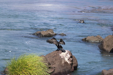 Neotropic Cormorant