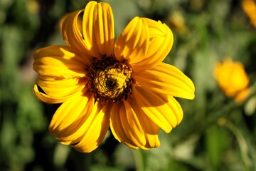 A sunlit yellow flower with dark center, captured in soft evening light.