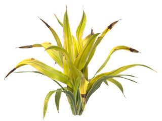 Golden Crinum Plant isolated on transparent background PNG. Golden Crinum Plant leaves isolated on white background. decorative house plant PNG isolated on Transparent background.