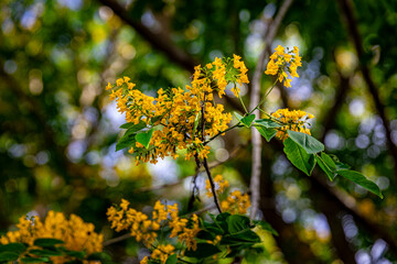 The flowers are in full bloom, and the sunlight filtering through the leaves creates a beautiful bokeh effect on the flowers (Pterocarpus macrocarpus) or 