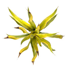 Golden Crinum Plant isolated on transparent background PNG. Golden Crinum Plant leaves isolated on white background. decorative house plant PNG isolated on Transparent background.