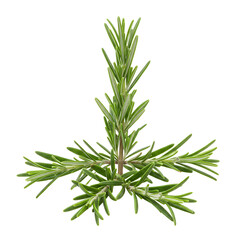 Fototapeta premium Fresh Rosemary Sprig with NeedleLike Leaves and Woody Stem TopDown View.