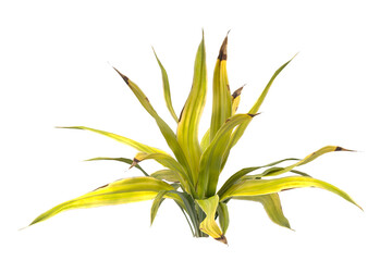 Golden Crinum Plant isolated on transparent background PNG. Golden Crinum Plant leaves isolated on white background. decorative house plant PNG isolated on Transparent background.