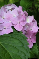 A close-up shot of a beautiful pink hydrangea flower in a garden.