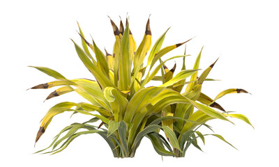 Golden Crinum Plant isolated on transparent background PNG. Golden Crinum Plant leaves isolated on white background. decorative house plant PNG isolated on Transparent background.