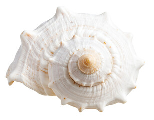 seashell isolated on white background