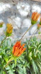 orange flower on a green background
