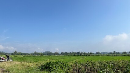 Obraz premium tractor in field