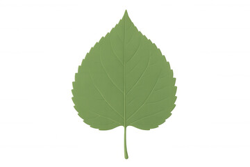 Fototapeta premium Realistic 3d rendering of a single green leaf with visible veins, isolated on a transparent background
