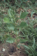 Beautiful kaffir lime seedlings on the ground