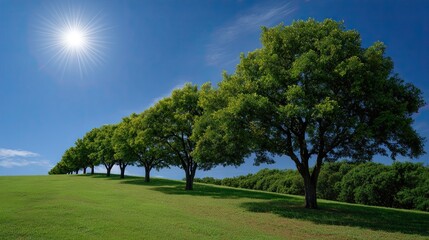 Row of Trees on Grassy Hill Under Clear Blue Sky