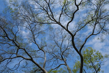 Spring Tree Branch Silhouette with Green Leaves Against Blue Sky in Tokyo, Japan