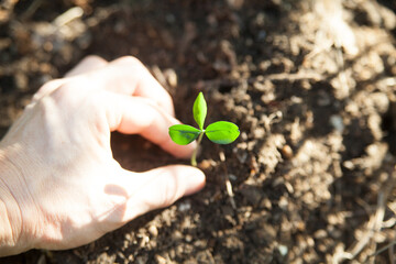 ミカンが発芽する