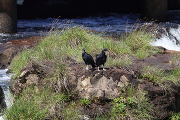 Black Vulture