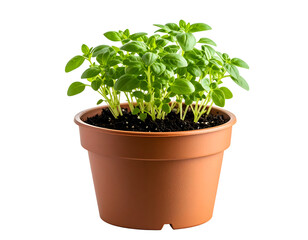 Small potted herb seedling isolated on transparent background
