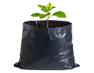Young plant in black nursery bag isolated on transparent background