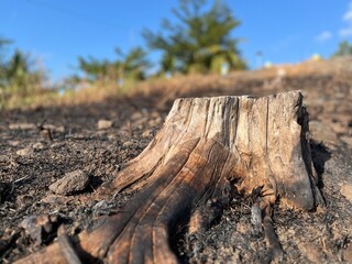 Close-up of a dry tree stump on scorched soil highlighting deforestation, drought, and environmental issues.