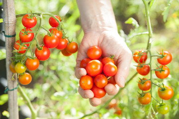 ミニトマトを収穫する