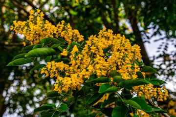 The blooming flowers are beautifully surrounded by green leaves (Pterocarpus macrocarpus), the national flower of Myanmar, also known as 