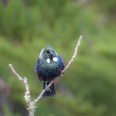 Tui (bird) in the fork of a dead tree branch