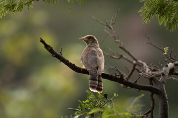 Close up of a Hawk cuckoo perched on a tree branch,  against blurred green natural background. The background is blurred with sunlight and bokeh effect.