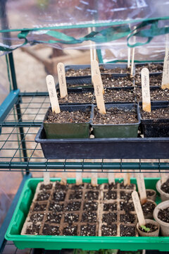 Rows of seed starts, garden vegetable and flowers growing outdoors
