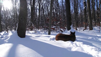 A brown animal rests in the snow-covered forest.