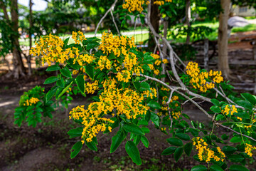 The blooming flowers are beautifully surrounded by green leaves (Pterocarpus macrocarpus), the...