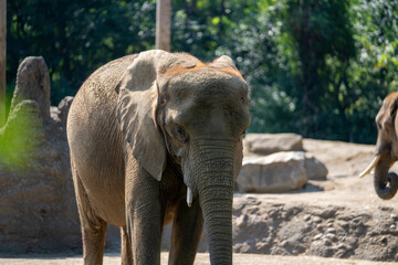 Fototapeta premium Young elephant exploring its habitat in a natural setting during daytime