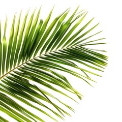 Obraz premium Close-up of a vibrant palm frond against a white background