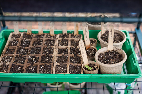 Rows of seed starts, garden vegetable and flowers growing outdoors