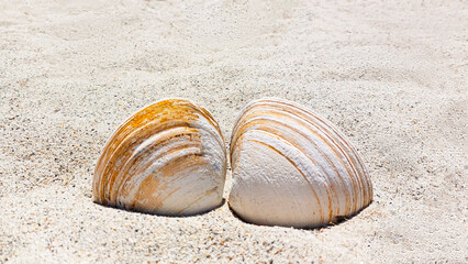 Seashells forming heart shape on sandy beach evoking summer holidays, romance, and nature's beauty