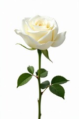 Fototapeta premium Close-up of solitary white rose, perfect detail, against seamless white, beauty, romantic, innocence