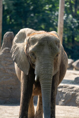 Fototapeta premium Young elephant exploring its habitat in a natural setting during daytime