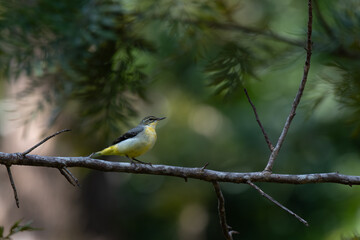 A beautiful , small Yellow wagtail perched on a tree branch  with beautiful sunlight shadow and well blurred  background.