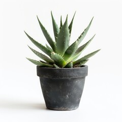 Small succulent in dark pot against white