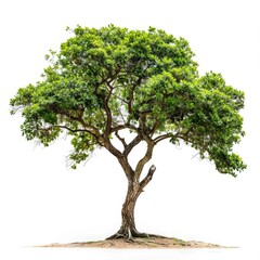Lush green tree against white background