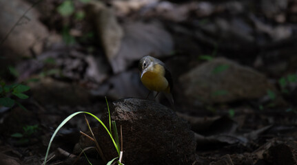 A beautiful , small Yellow wagtail perched on a rock with beautiful sunlight shadow and well blurred  background.