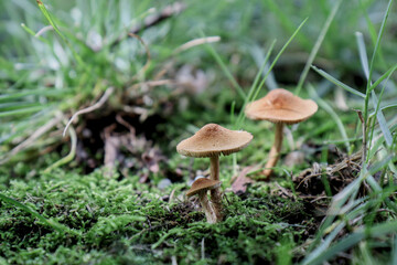mushroom in the forest
