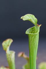 Obraz premium 食虫植物 サラセニア01