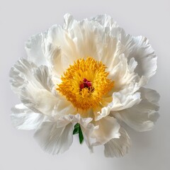Elegant White Peony Flower with Yellow Center on a White Background