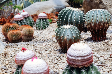 Cactus garden with many types of cacti in the garden
