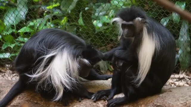 Two monkeys engage in playful interaction in a lush tropical habitat at the animal sanctuary