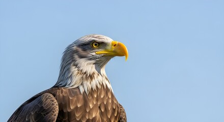 Obraz premium Majestic Bald Eagle Close-Up Portrait Against Blue Sky