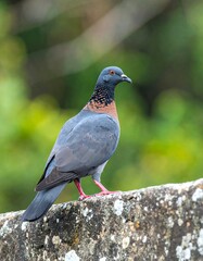 Fototapeta premium A dark-grey bird with reddish-brown neck perched on a stone wall