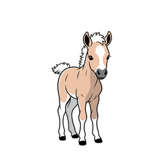 Adorable newborn horse foal standing and looking forward