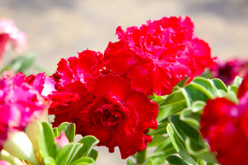 Adenium obesum, Desert rose flowers in full bloom.