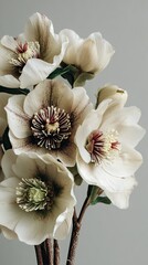 Close-up of delicate, creamy-white flowers